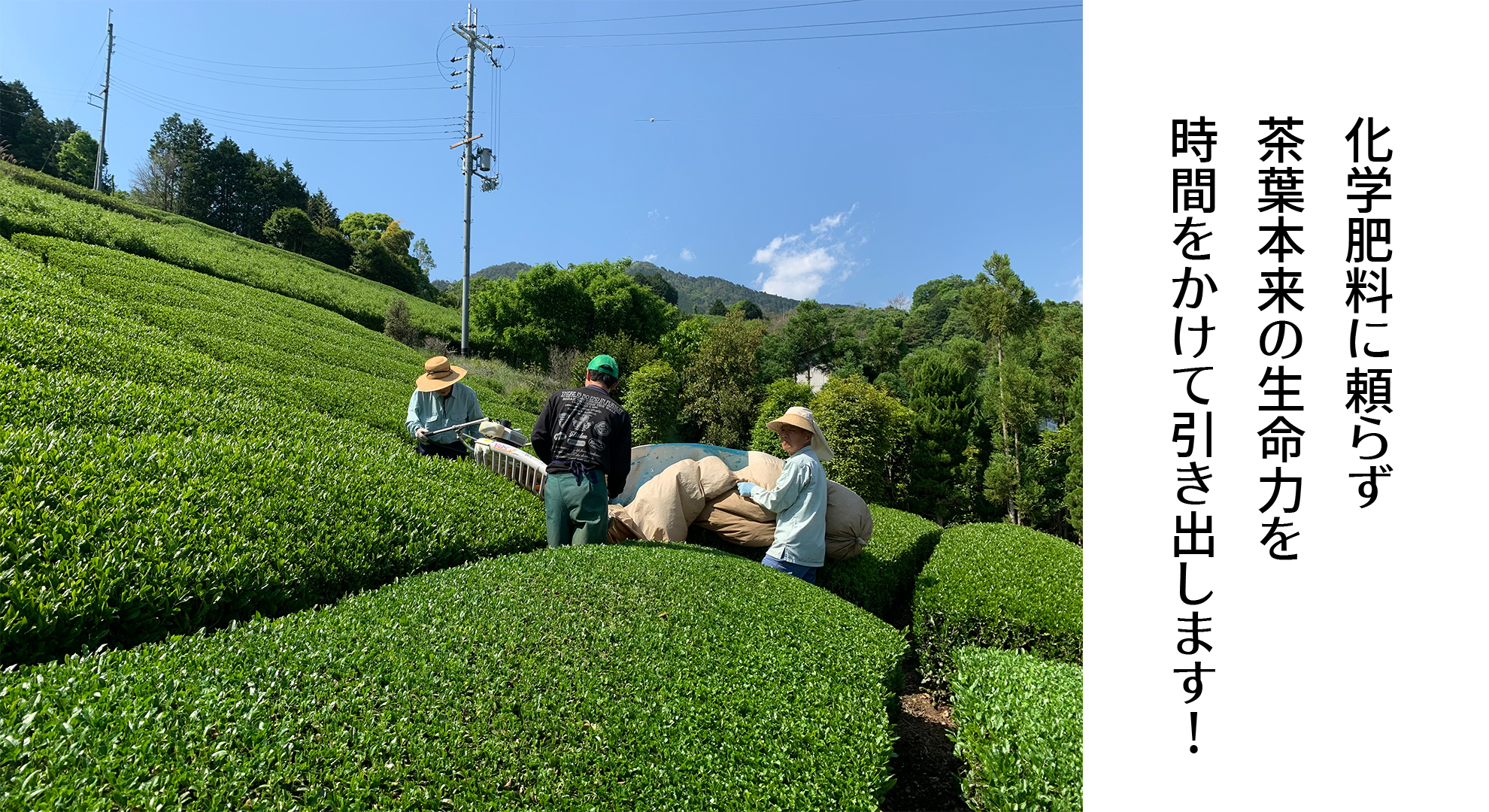 チェリオの「オーガニック（有機栽培）茶」 | CHEERIO